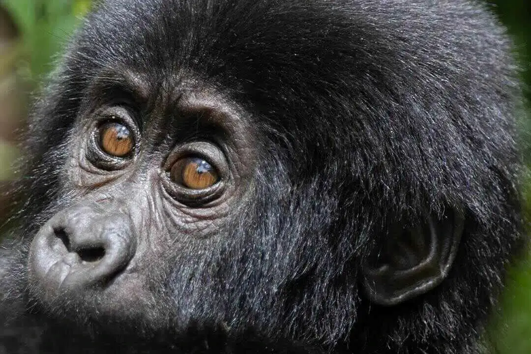 Gorilla Close Up